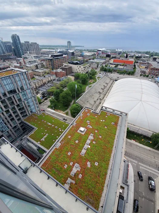 Toronto Green Roof Inc. Picture 3