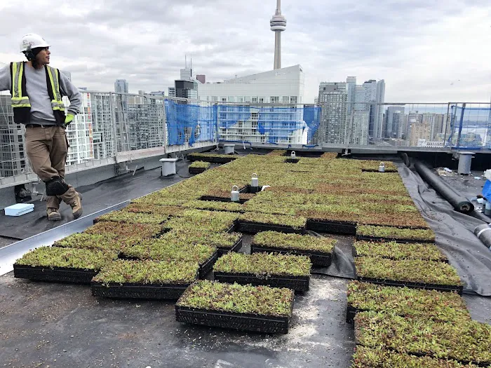 Toronto Green Roof Inc. Picture 4
