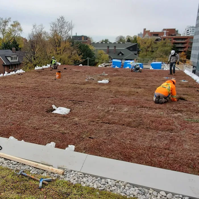 Toronto Green Roof Inc. Picture 6