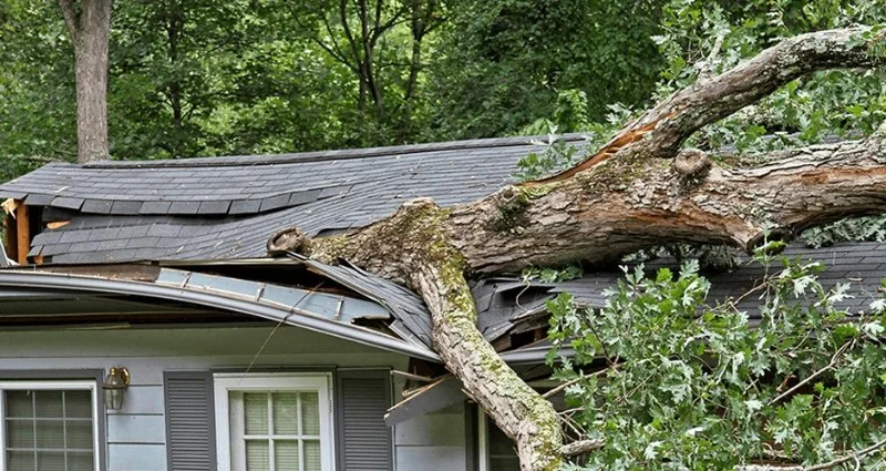 How Tree Branches Can Damage Your Roof Over Time