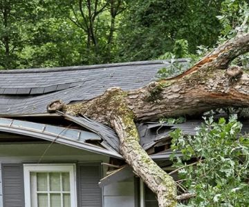 How Tree Branches Can Damage Your Roof Over Time