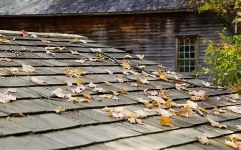 How Tree Branches Can Damage Your Roof Over Time in Canada