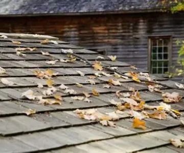 How Tree Branches Can Damage Your Roof Over Time in Canada