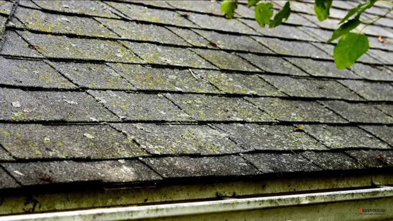Roof Algae and Moss in Canada: Causes, Prevention, and Safe Removal