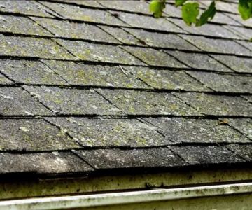 Roof Algae and Moss in Canada: Causes, Prevention, and Safe Removal