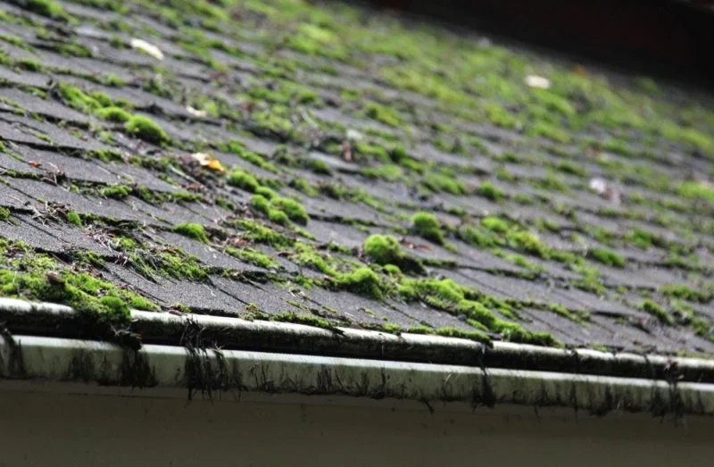 Roof Algae and Moss: Causes, Prevention, and Removal for Canadian Homes