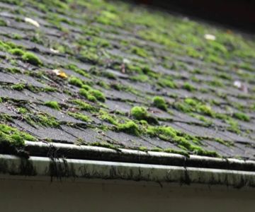 Roof Algae and Moss: Causes, Prevention, and Removal for Canadian Homes