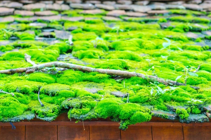 Roof Algae and Moss: Causes, Prevention, and Removal in Canada