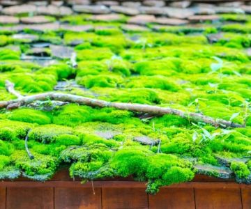 Roof Algae and Moss: Causes, Prevention, and Removal in Canada