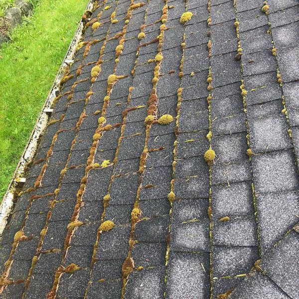 Vancouver Moss Removal Picture 7