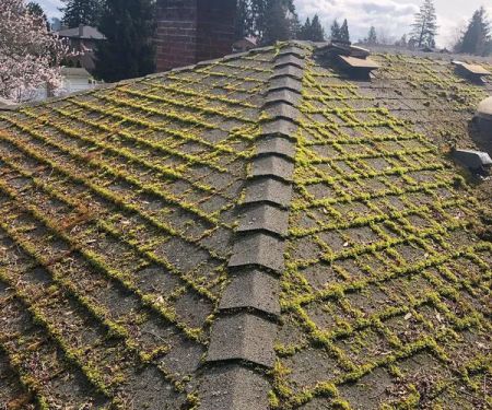 Vancouver Moss Removal