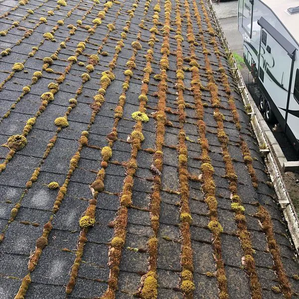 Vancouver Moss Removal Picture 10