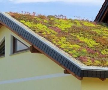 Green Roofing Options: Are They Worth It? | Pickering Roofing