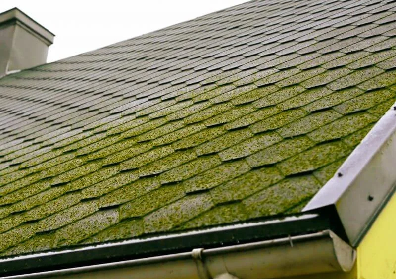 Roof Algae and Moss: Causes, Prevention, and Removal for Canadian Homes
