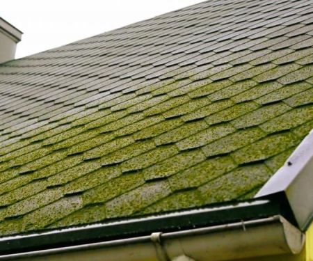 Roof Algae and Moss: Causes, Prevention, and Removal for Canadian Homes