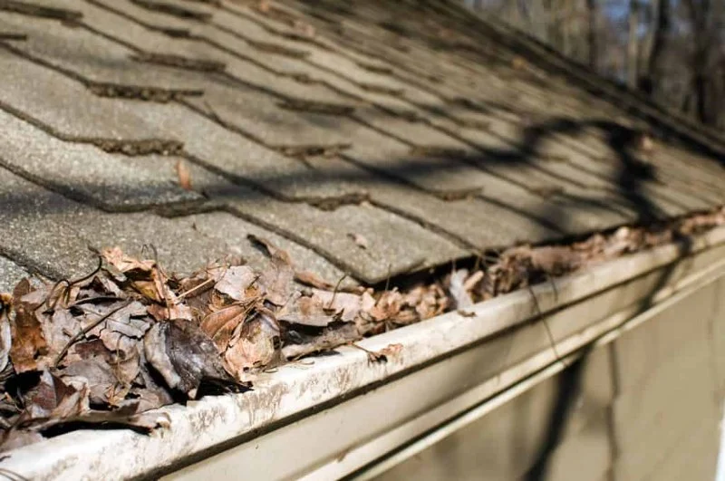 How Tree Branches Can Damage Your Roof Over Time and How to Prevent It