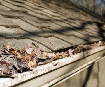 How Tree Branches Can Damage Your Roof Over Time and How to Prevent It