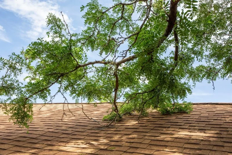 How Tree Branches Can Damage Your Roof Over Time | Roof Protection Tips