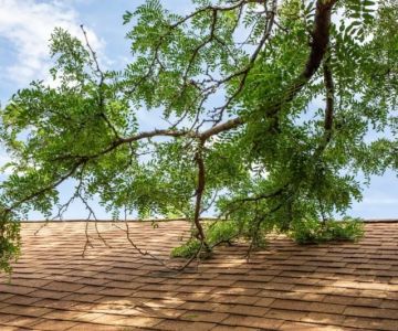 How Tree Branches Can Damage Your Roof Over Time | Roof Protection Tips