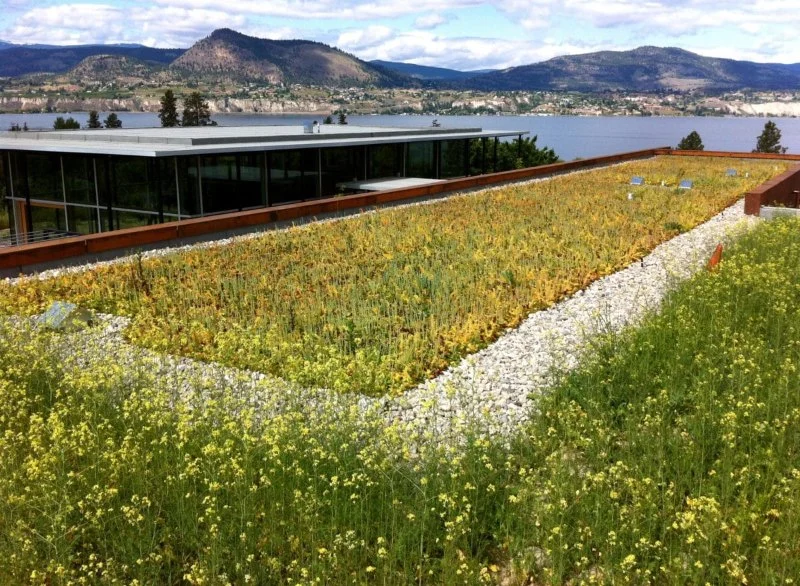 Green Roofing Options: Are They Worth It?