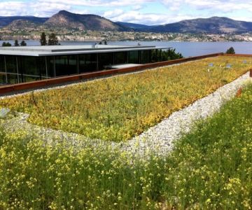 Green Roofing Options: Are They Worth It?