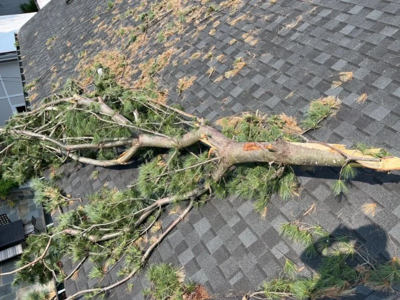 How Tree Branches Can Damage Your Roof Over Time in Canada