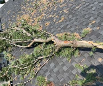 How Tree Branches Can Damage Your Roof Over Time in Canada