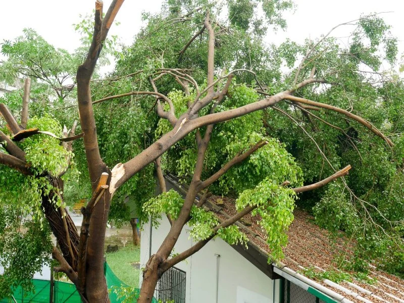 How Tree Branches Can Damage Your Roof Over Time – Essential Roofing Tips