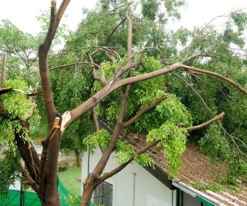 How Tree Branches Can Damage Your Roof Over Time – Essential Roofing Tips