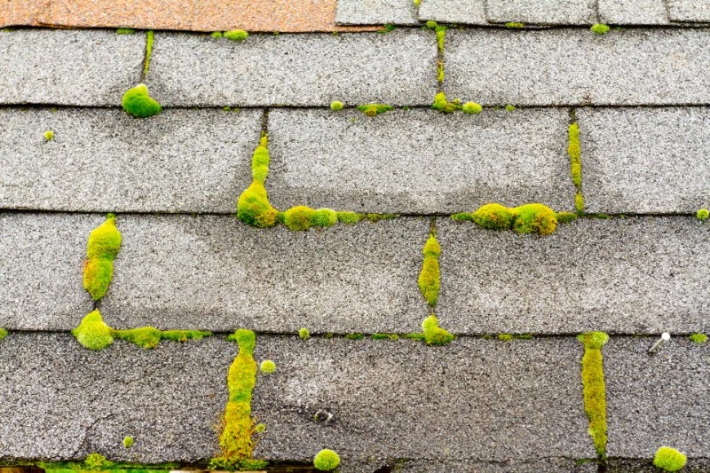 Roof Algae and Moss in Canada: Causes, Prevention, and Removal