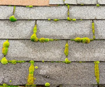 Roof Algae and Moss in Canada: Causes, Prevention, and Removal