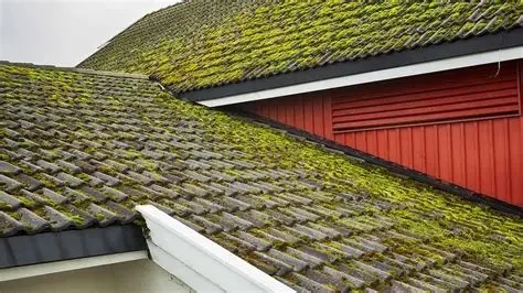 Roof Algae and Moss: Causes, Prevention, and Removal Tips for Homeowners
