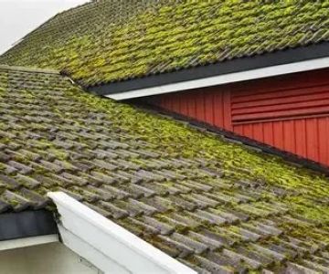 Roof Algae and Moss: Causes, Prevention, and Removal Tips for Homeowners