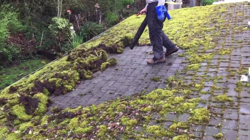 Roof Algae and Moss: Causes, Prevention, and Removal Tips