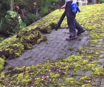 Roof Algae and Moss: Causes, Prevention, and Removal Tips