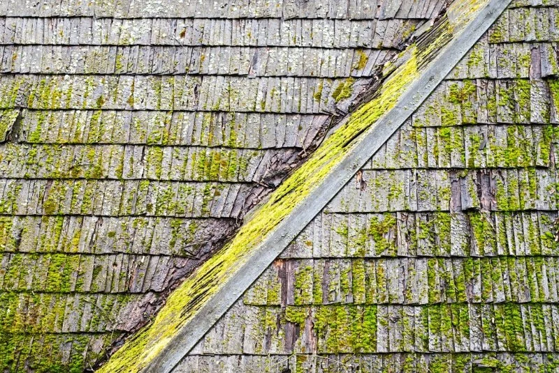 Roof Algae and Moss: Causes, Prevention, and Removal for a Healthier Roof