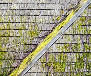 Roof Algae and Moss: Causes, Prevention, and Removal for a Healthier Roof