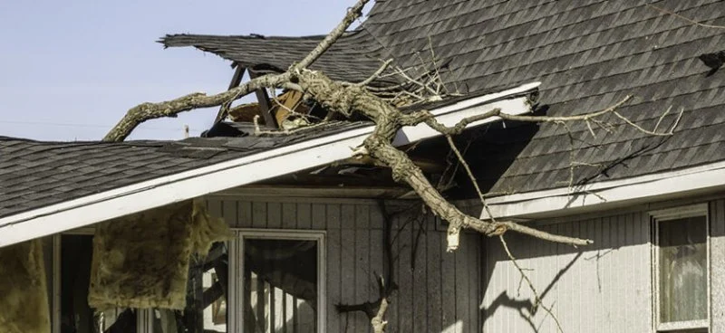 Protect Your Roof from Tree Damage – Essential Tips and Solutions