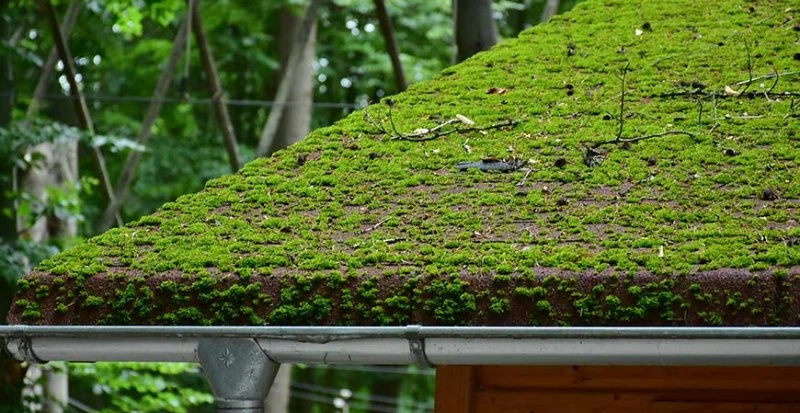 Roof Moss & Algae Removal: Eco-Friendly Techniques for Safe Roof Maintenance