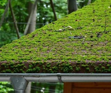 Roof Moss & Algae Removal: Eco-Friendly Techniques for Safe Roof Maintenance