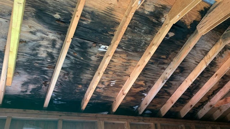 How Mold & Mildew Can Grow Under Roof Shingles & What to Do About It