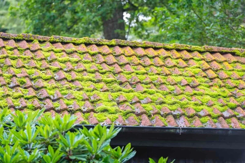 Effective Roof Moss Treatment Methods and Safe Chemicals for Roof Care
