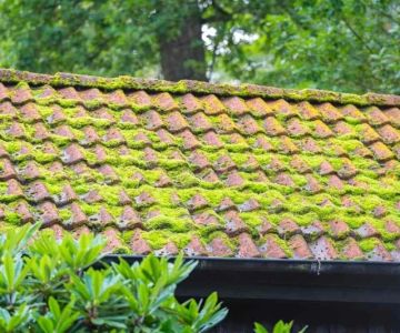 Effective Roof Moss Treatment Methods and Safe Chemicals for Roof Care