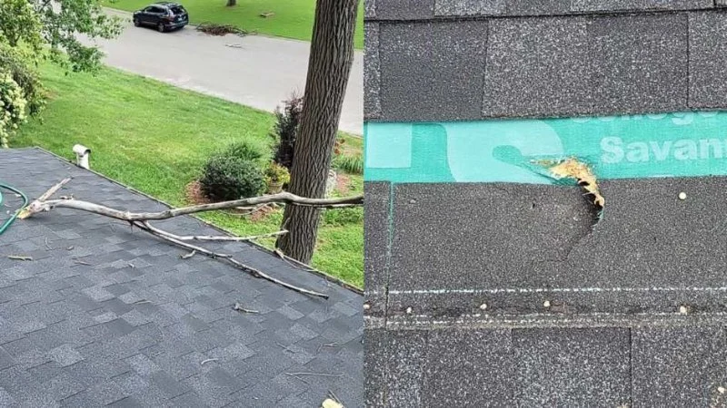 How Tree Branches Can Damage Your Roof Over Time - Prevention Tips