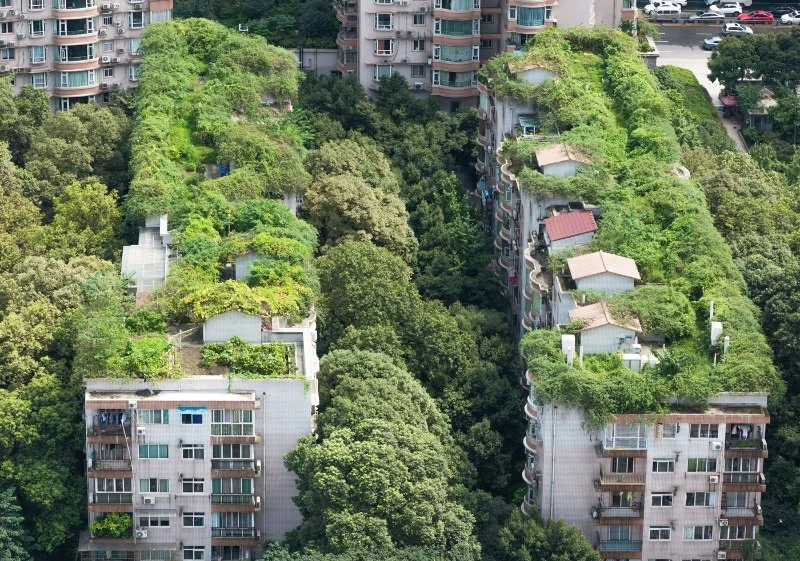 Green Roofs: Benefits, Costs, and Maintenance in Urban Canadian Settings