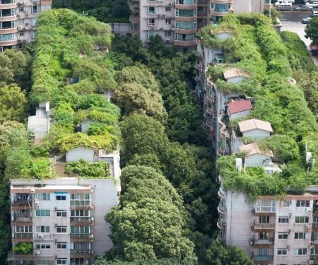 Green Roofs: Benefits, Costs, and Maintenance in Urban Canadian Settings