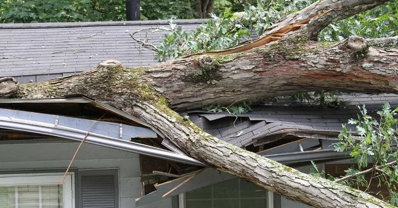Roof Repair After Tree Damage: What to Inspect & How Much It Costs