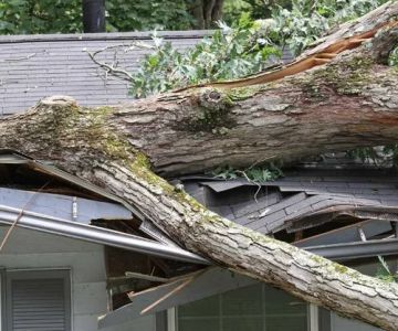 Roof Repair After Tree Damage: What to Inspect & How Much It Costs