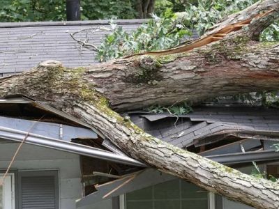 Roof Repair After Tree Damage: What to Inspect & How Much It Costs