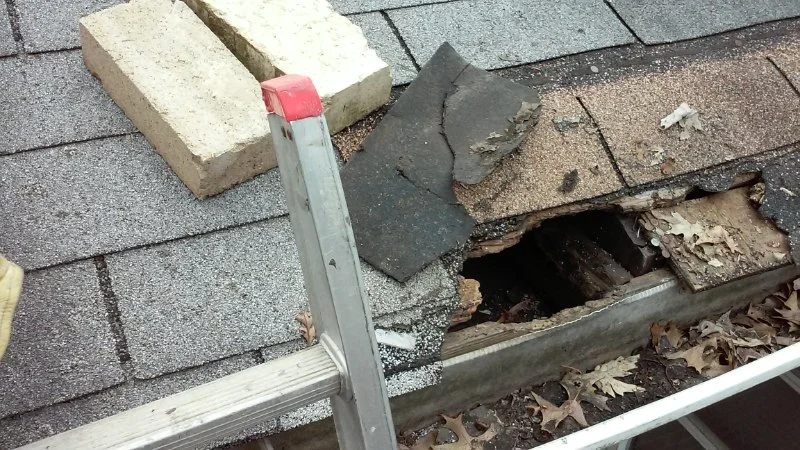 Roof Repairs After Animal or Pest Damage: Solutions for Birds, Rodents, and Insects in Canada